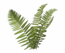 Fern Clipart Transparent Background Free PNG Images ...