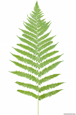 Tropical ferns png #26185 - Free Icons and PNG Backgrounds
