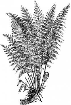 Download black and white images of fern clipart Fern Clip ...