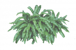 Leafy Bush PNG by AledJonesDigitalArt on DeviantArt