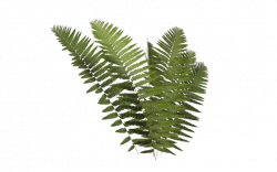 Fern 04 by wolverine041269 | png plants | Pinterest | Fern