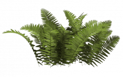 Ferns Bush transparent PNG - StickPNG