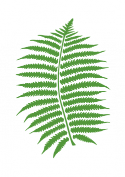 Fern 20clipart | Clipart Panda - Free Clipart Images