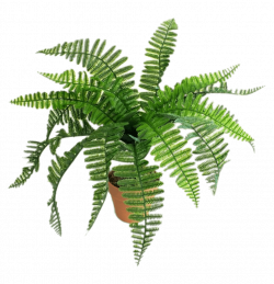ftestickers plant fern - Sticker by Pennyann