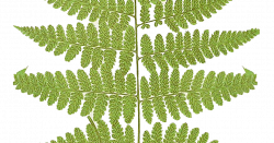Leaping Frog Designs: Fern Frond Free PNG Image