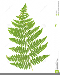 Fern Frond Clipart | Free Images at Clker.com - vector clip ...