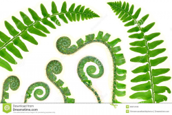 images fern clipart | Christmas Fern Fronds And Fiddleheads ...
