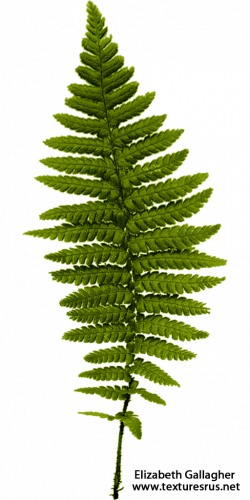 Ferns Transparent PNG Pictures - Free Icons and PNG Backgrounds