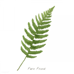 Fern frond leaf isolated on white background | FREE Vectors ...