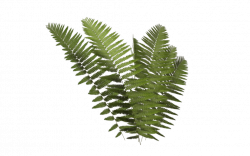 Ferns Transparent PNG Pictures - Free Icons and PNG Backgrounds