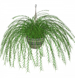 Hanging Fern stock plant by madetobeunique on DeviantArt