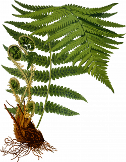 Clipart - Male fern 2 (low resolution)
