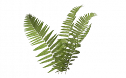 Fern icon png #26178 - Free Icons and PNG Backgrounds