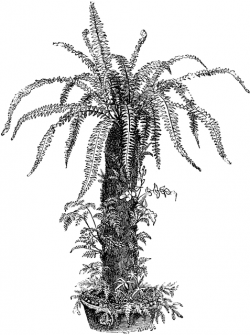 Dead Tree Fern, Decorated with Ferns | ClipArt ETC