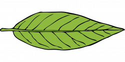Leaf Green Plant Foliage Flora PNG Image - Picpng