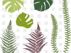 Free Fern Clipart, Download Free Clip Art on Owips.com