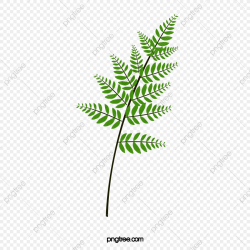 Green Leaves Fern, Green, Plant, Real PNG Transparent ...