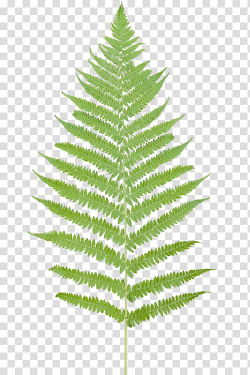 OO WATCHERS, green fern leaf transparent background PNG ...