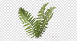 Fern clipart - Leaf, Terrestrial Plant, Plant, transparent ...