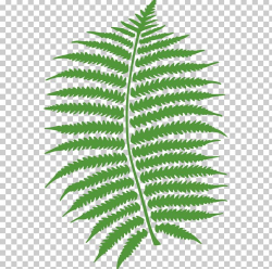 Fern Frond PNG, Clipart, Clip Art, Download, Drawing, Fern ...