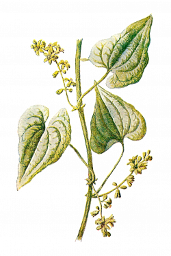 Free Botanical Graphic: Plant Clip Art of Herb Black Bryony ...