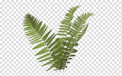 Green leaf fern illustration, Plant Fern Burknar , Fern Icon ...