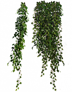 cutout plant hanging ivy | Cutout | Pinterest | Plants, Photoshop ...
