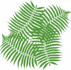 Fern Stencil Cliparts Free collection | Download and share Fern ...