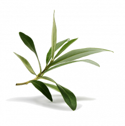 Evergreen Life Products - infusi di foglie d'olivo naturali ...