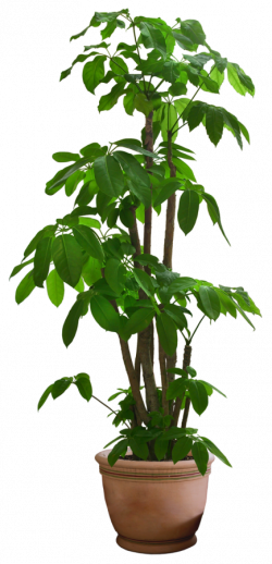 10 Free Plants & Flowers PNG Images- at Dzzyn.com - Green Plant in ...