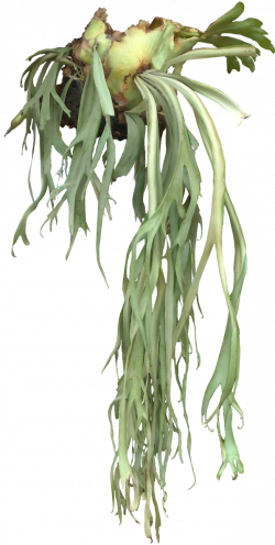 Staghorn Fern - one of my favorite plants | Staghorn Fern..LOVE ...