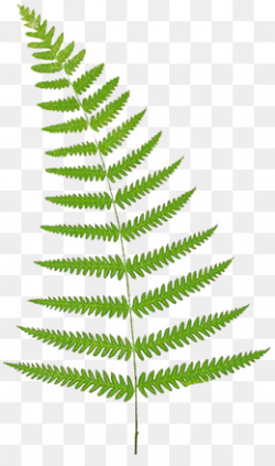 Silver Fern PNG and Silver Fern Transparent Clipart Free ...