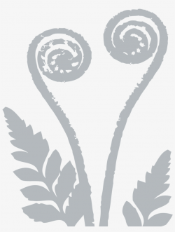 Fern-frond - Silver Fern - Free Transparent PNG Download ...