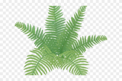 Fern Clipart Simple - Easy Fern Plant Drawing, HD Png ...