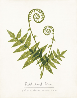 Fiddlehead Ferns Drawing Fiddlehead draft | Wood stove ...