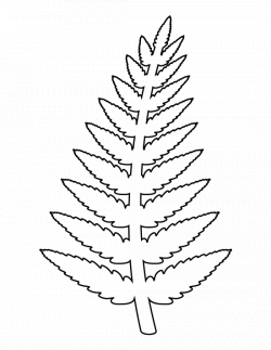 28+ Collection of Fern Drawing Outline | High quality, free cliparts ...