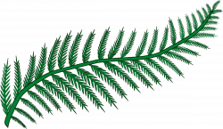 28+ Collection of Fern Drawing Png | High quality, free cliparts ...