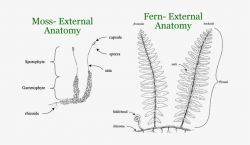 Fern Clipart Spore - Moss Anatomy PNG Image | Transparent ...