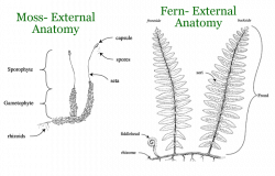 Moss-external anatomy | For coming back to again and again ...