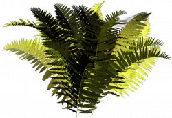 Attalea speciosa Fern Vascular plant Clip art - fern 1280*876 ...