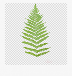 Tropical Ferns Leaf Png Clipart Fern Leaf Desktop Wallpaper ...