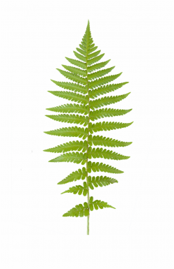 Vegetation Fern 01 - Fern Leaf Texture {#109965} - Pngtube