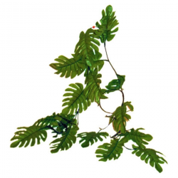 Free Fern Clipart vine, Download Free Clip Art on Owips.com