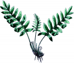 4 Fern Pictures - Vintage Botanicals! - The Graphics Fairy