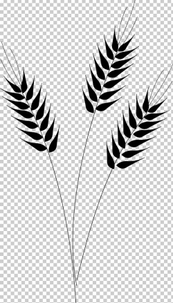 Wheat Desktop PNG, Clipart, Black And White, Branch, Can ...