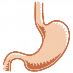 The Gastrointestinal System: Salmonella, Shigella, Yersinia | Draw ...