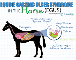 Equine Gastric Ulcer Syndrome (EGUS) - KindredBio Equine