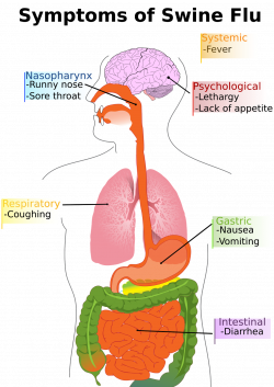 Blog de Toxifier: Be aware of Swine Flu & its symptoms - Random ...