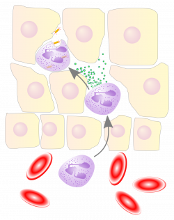 Leukocyte extravasation - Wikipedia