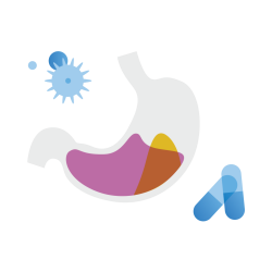 The Gut Microbiome - EnteroBiotix